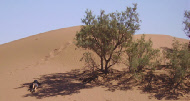 sieste à l'abri de la végétation du désert durant la randonnée sieste à l'abri de la végétation du désert durant la randonnée