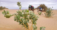 plantes du désert marocain rencontrées durant la randonnée